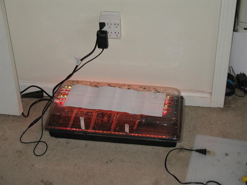 Sprouting Plants 03.10.2018  (2)