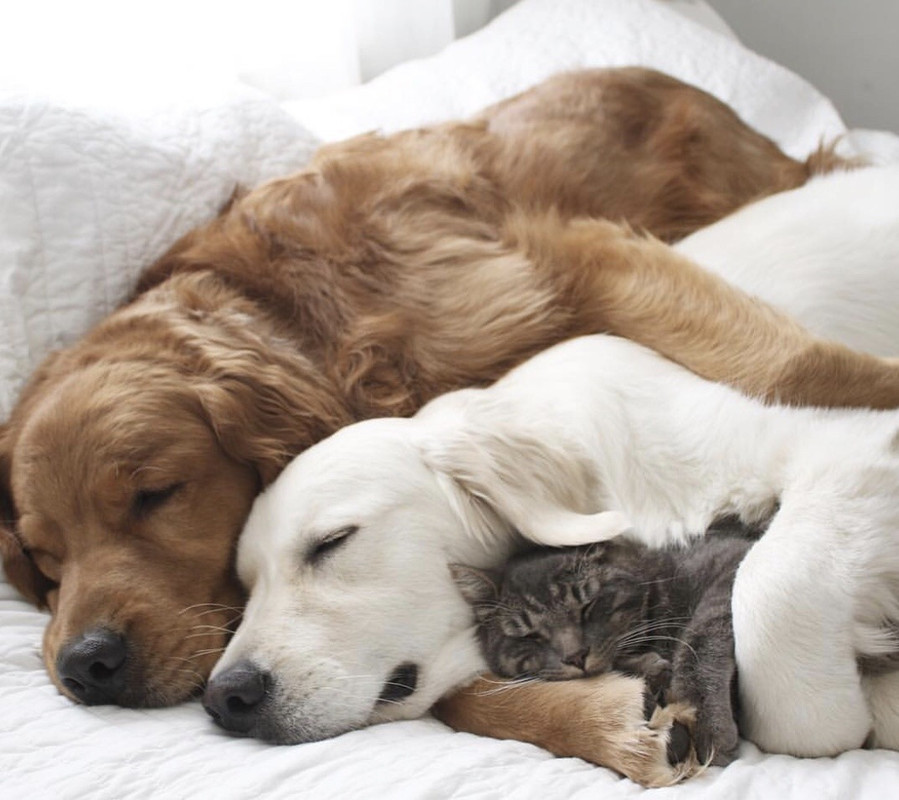 Доброе утро с щенками картинки