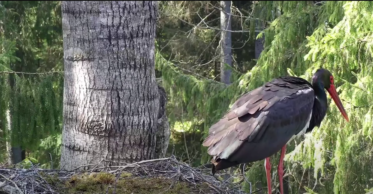 Ekrānuzņēmums 2025-05-13 141604