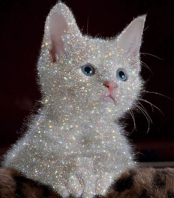 silvercat.jpg