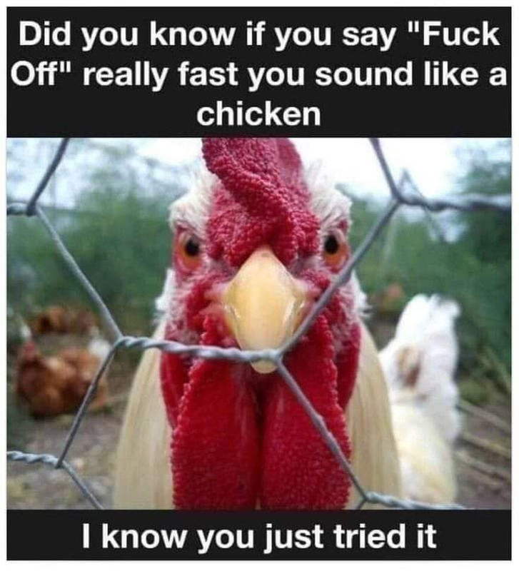 cluck.jpg