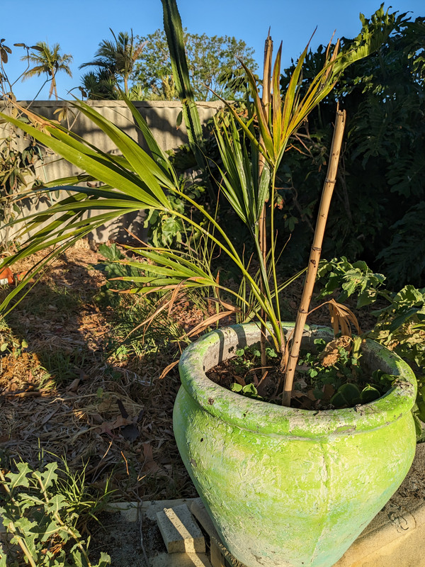 PXL_20241231_102644703