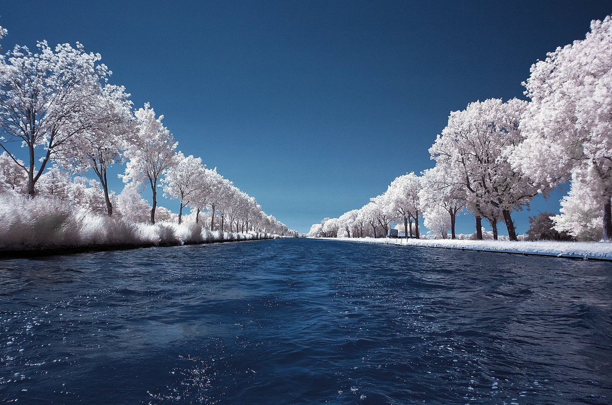 white-tree-waterway-dis.jpg