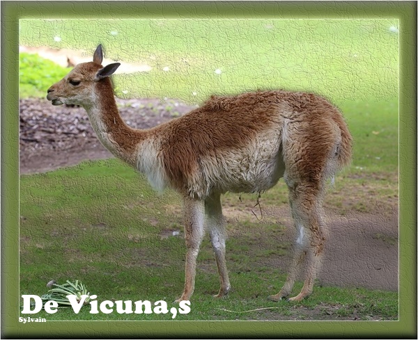 De-vicuna-s
