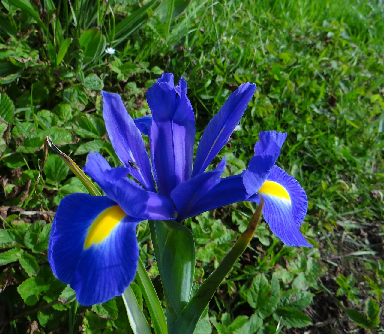 BLUE FLAG 2