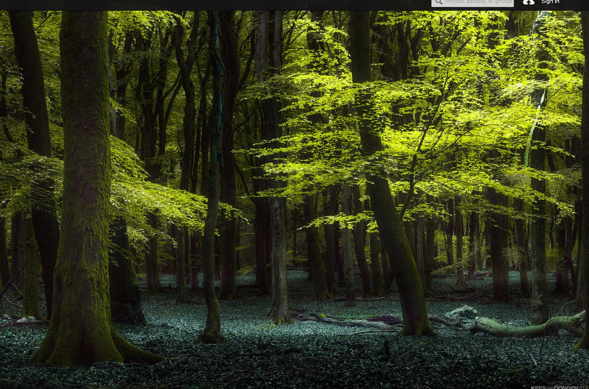 green-deep-woods.jpg
