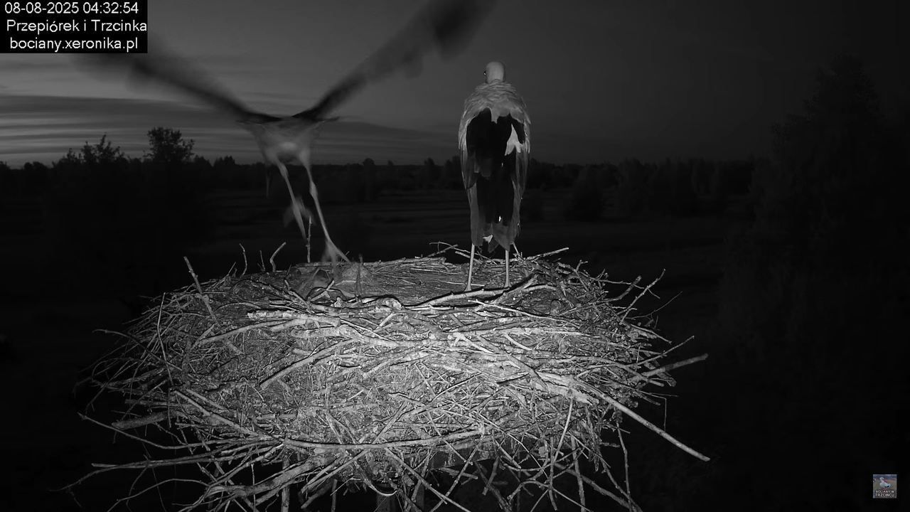 08082025bociany1