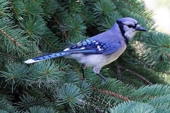 Blue Jays Survive Winter