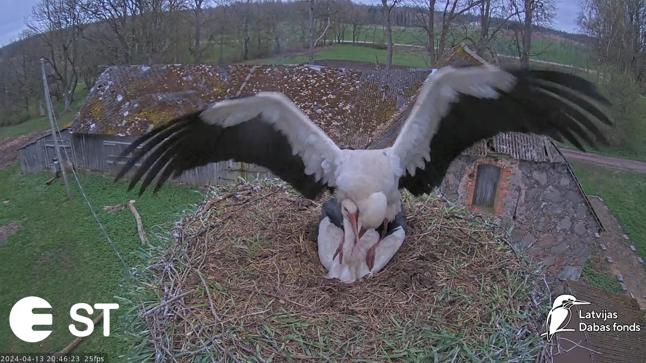 Baltie stārķi (Ciconia ciconia) Tukuma novadā - LDF tiešraide __ White storks in Tukums, Latvia 10-9