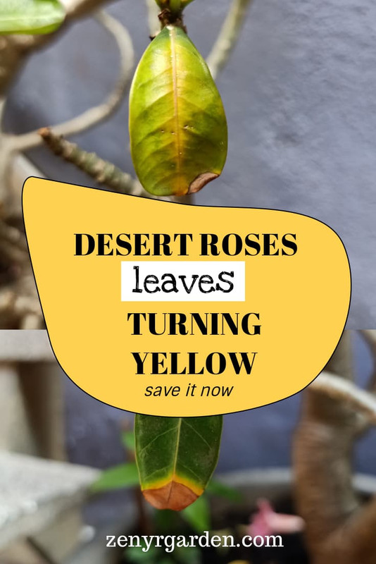 save-desert-rose-adenium-leaves-turning-yellow.jpg