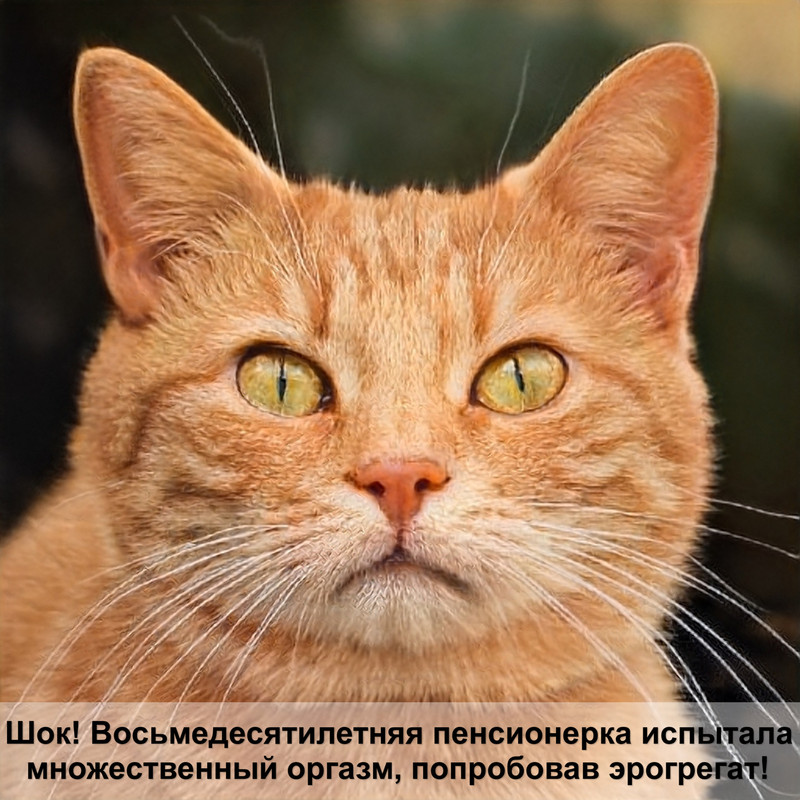 табби кошки мраморный окрас