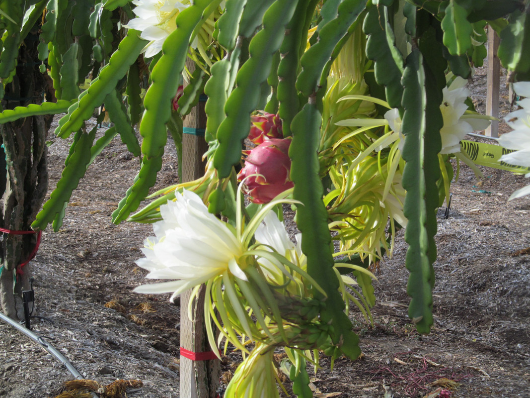 dragon fruit day 023