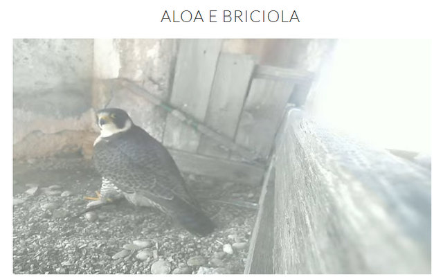 Aloa en Briciola Przechwytywanie-w-trybie-pe-noekranowym-02-03-2022-135044