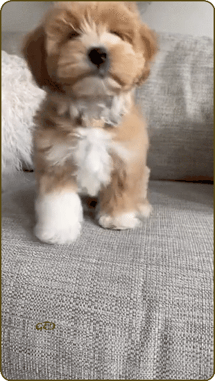 070126-chiot-canape-Ally