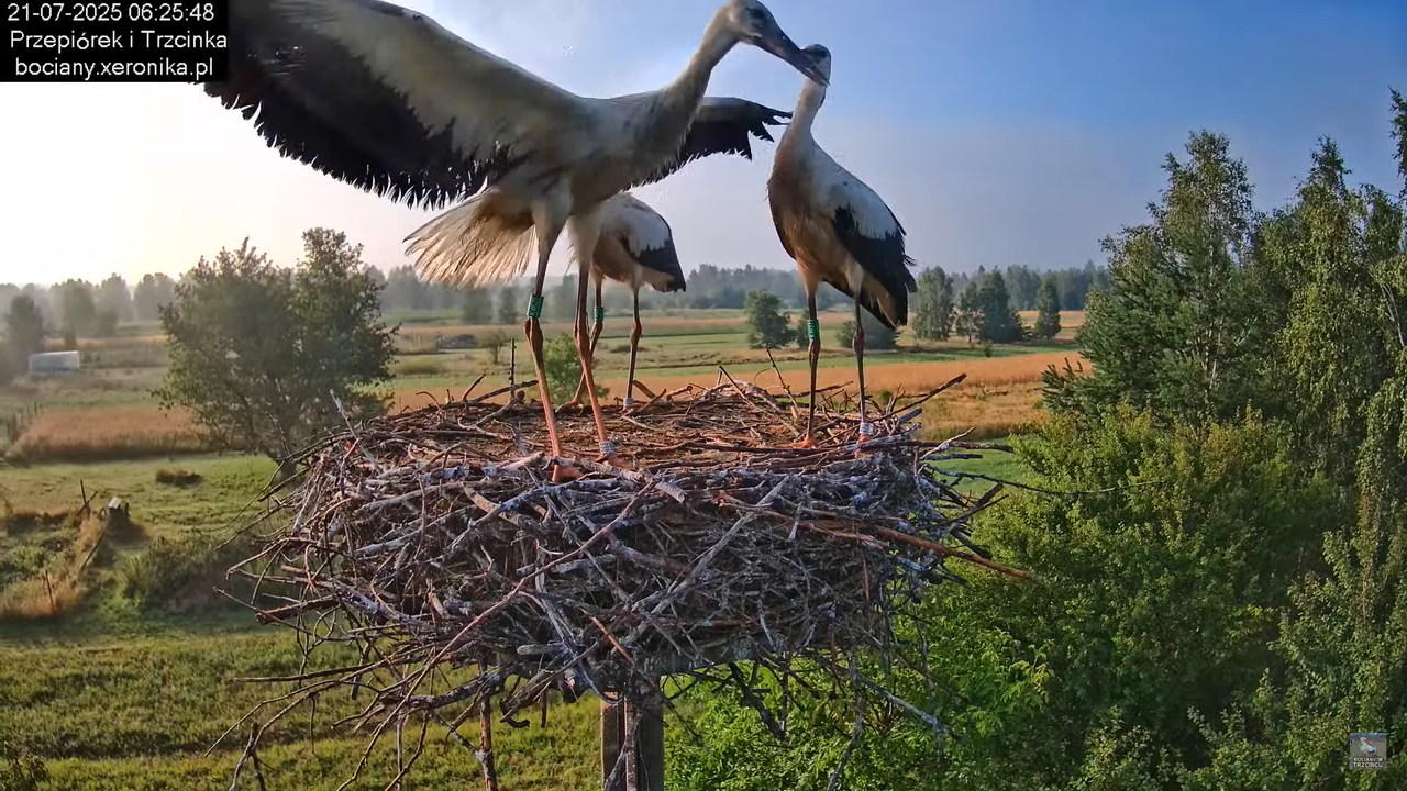 21072025bociany15