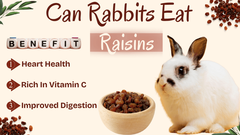 Can Rabbits Eat Raisins Can Rabbits Eat Raisins