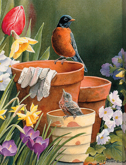 Spring-robin
