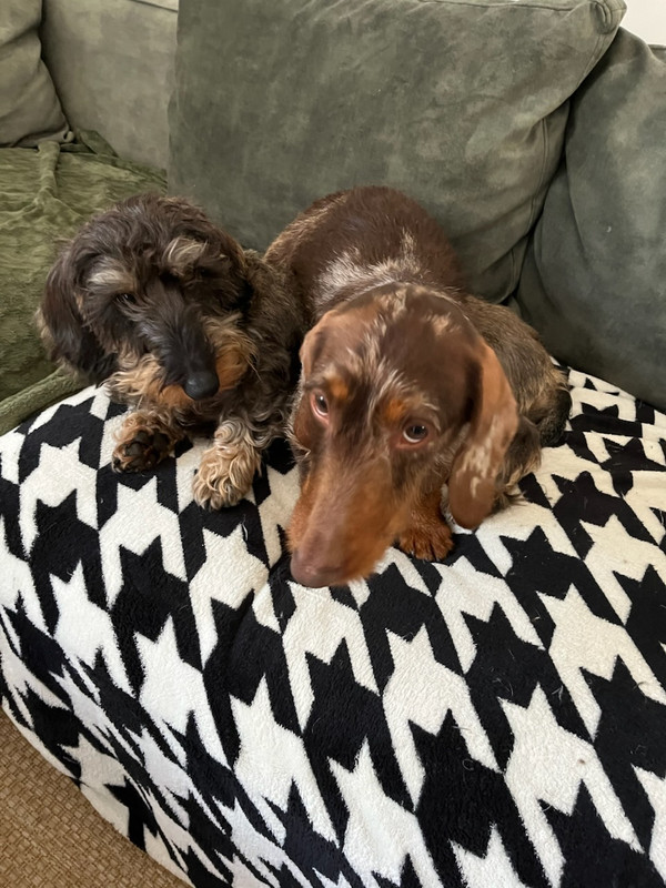 [Image: IMG-20250321-212421.jpg]