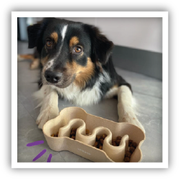 Site-Web-vignette-Instagram-Gamelle-chien-bio-39