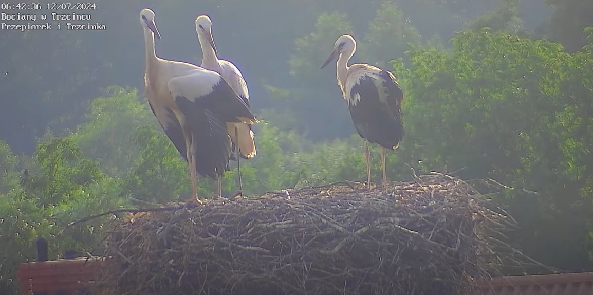 bylytrzybocianki