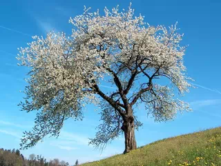 Árbol de hojas blancas mostrada en WebP