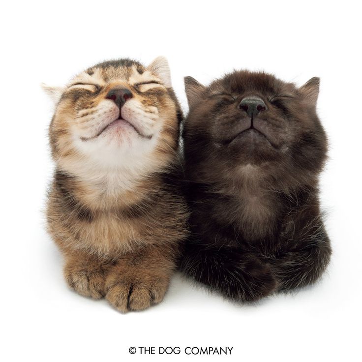 KITTY
