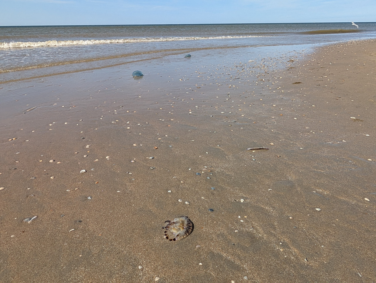 Трое в Амстердаме, не считая собаки. Переезд в Нидерланды.