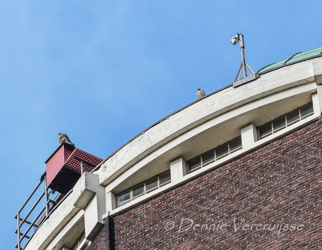 Foto's van Dennie 2023 - Pagina 2 Sv2204c
