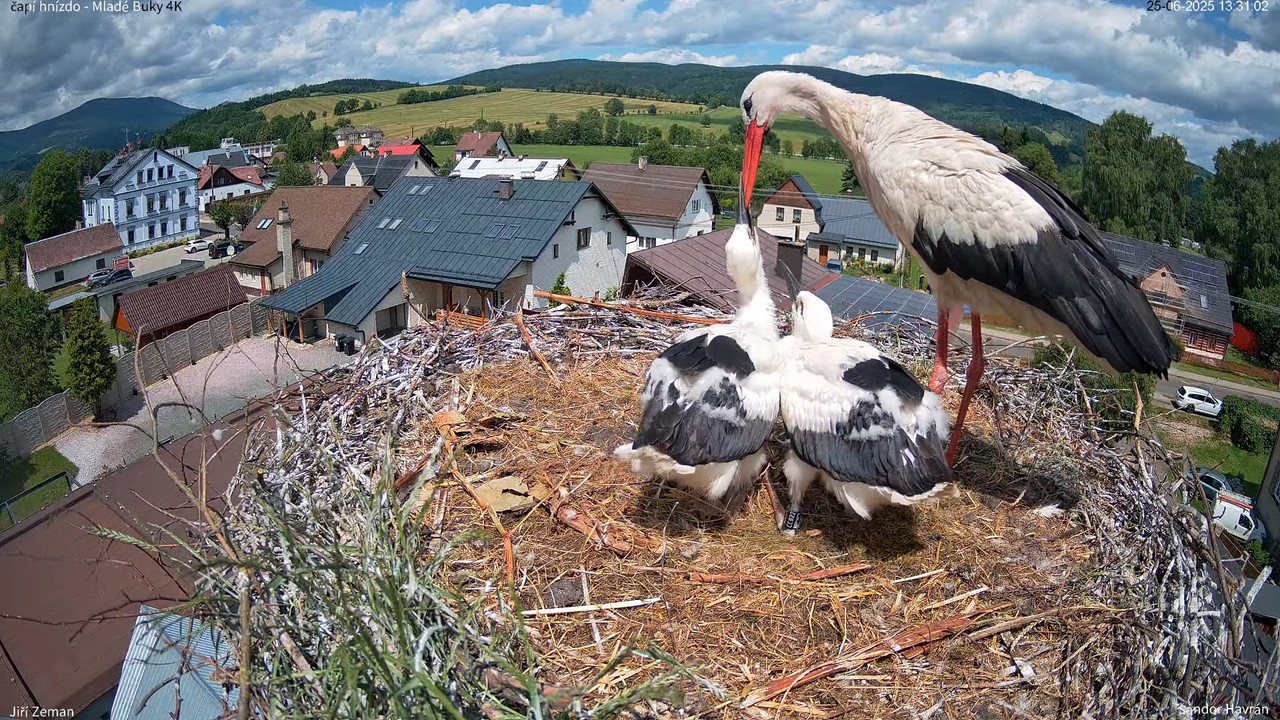Tiešraides kamera — Mladé Buky — stārķa ligzda 4K 13-23-37 screenshot