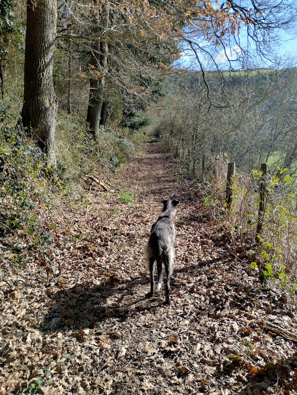 Walk14Mawrth (6) rszd