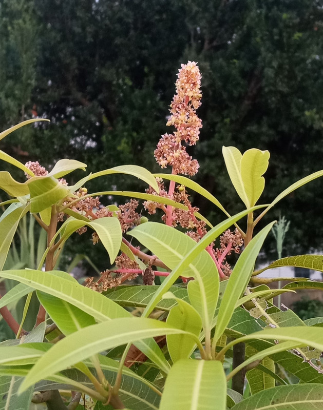 IMG_20240511_200124243~2