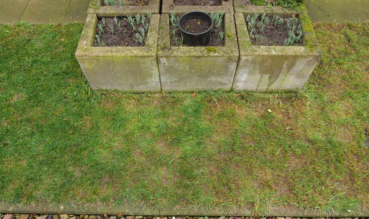 Rasen Tr12_13 20220118