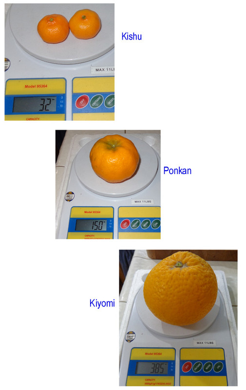 Taste-Compare(Kiyomi-Ponkan-Kishu)4