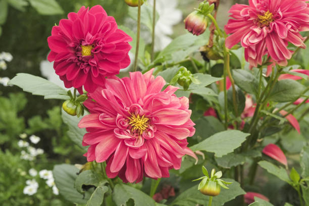 decorative red dahlias red dahlias in the garden