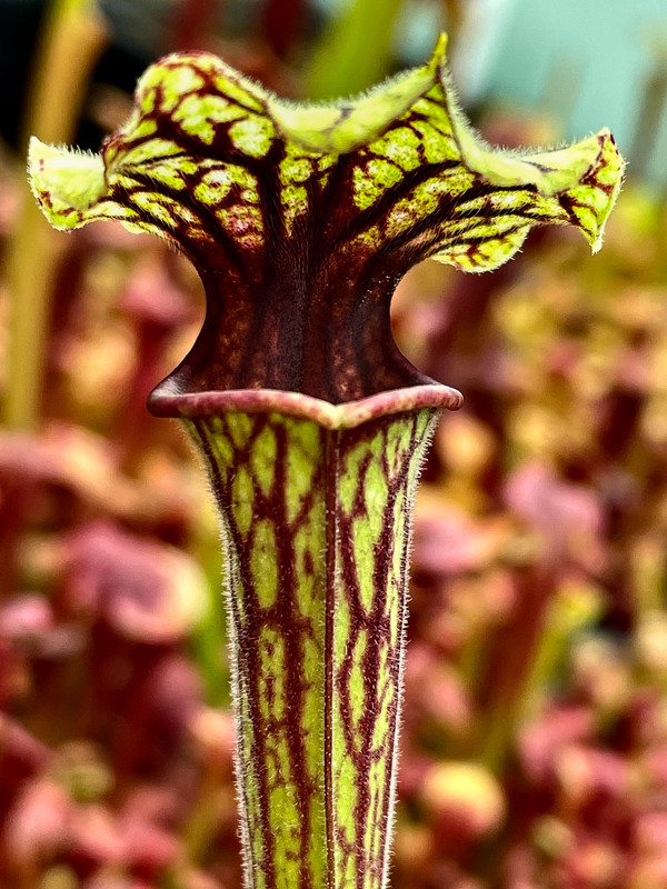 ABF74353-096F-4D84-8E6B-0BAF40F7861C