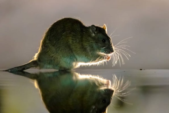Rodent-Control-6.jpg