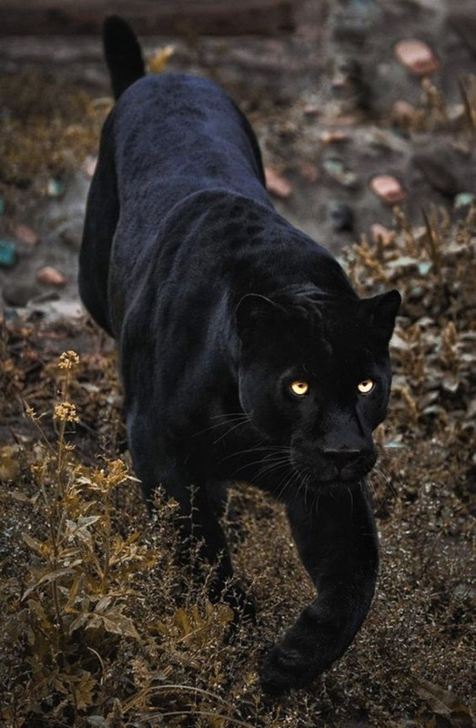 1000_F_481824118_vbgwG2ieWyMG3K6HoFMFBFP1rtM3ZaoG