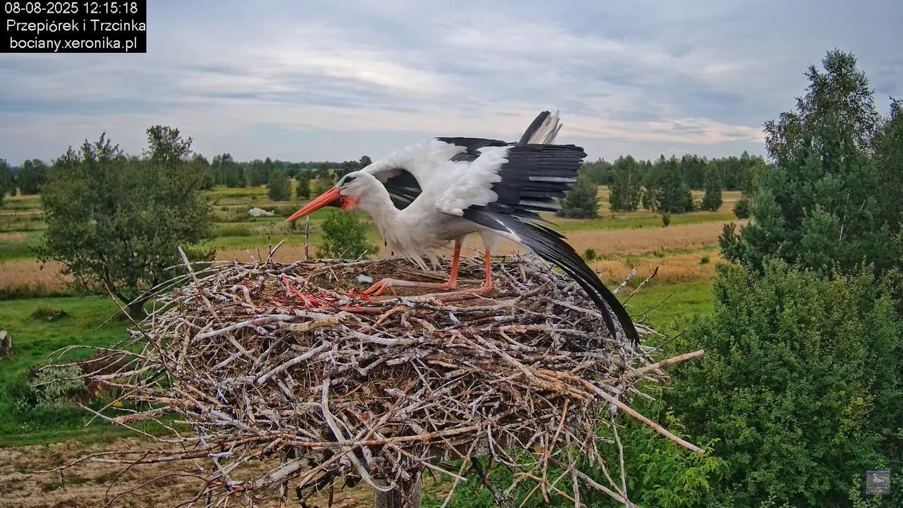 08082025bociany12