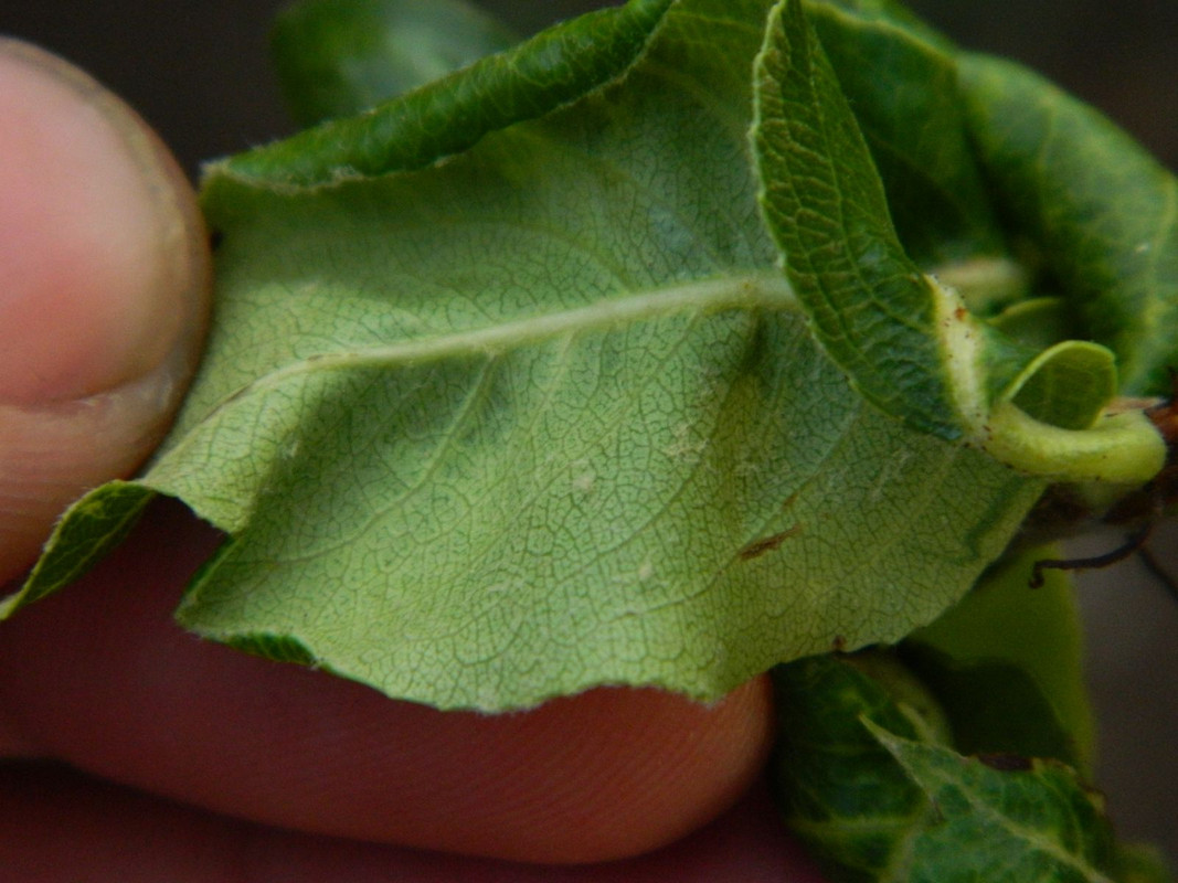 03_2_вредитель