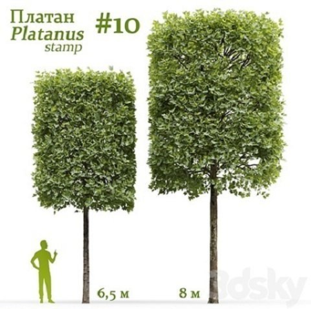 3DSky - Plane-tree / Sycamore / Platanus stamp #10