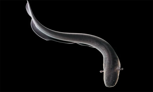 Top 10 Animals with Mind-Blowing Abilities