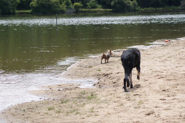 Nationale d'élevage 2011 (Louroux Hodemont) 186