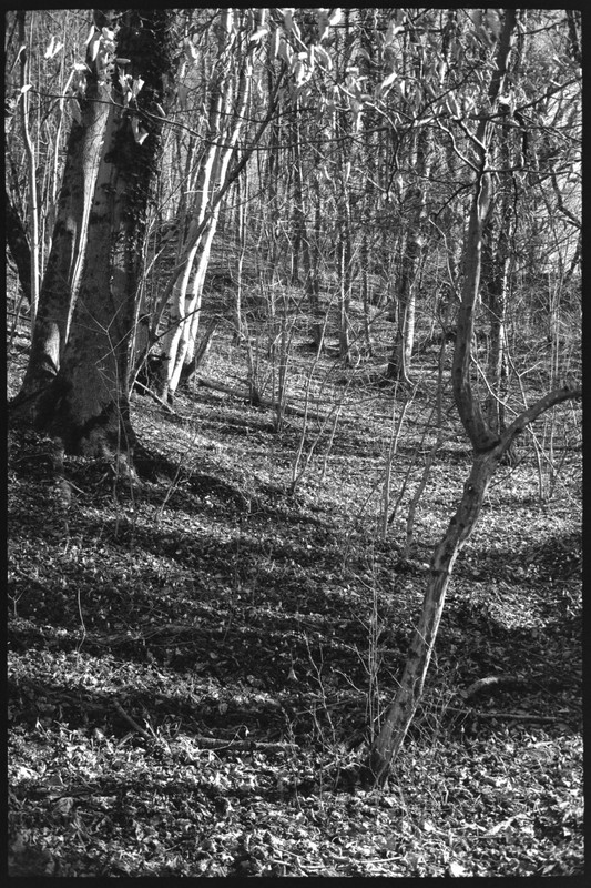 Rollei 35 S_22mar2022_04 (852x1280)