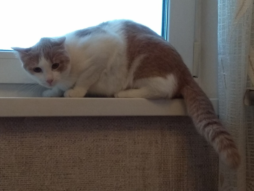 Буся всетретила1