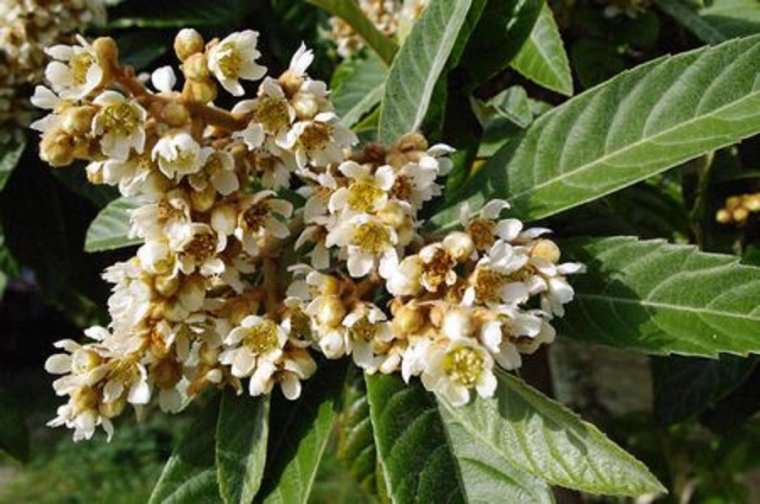 flori de mosmon