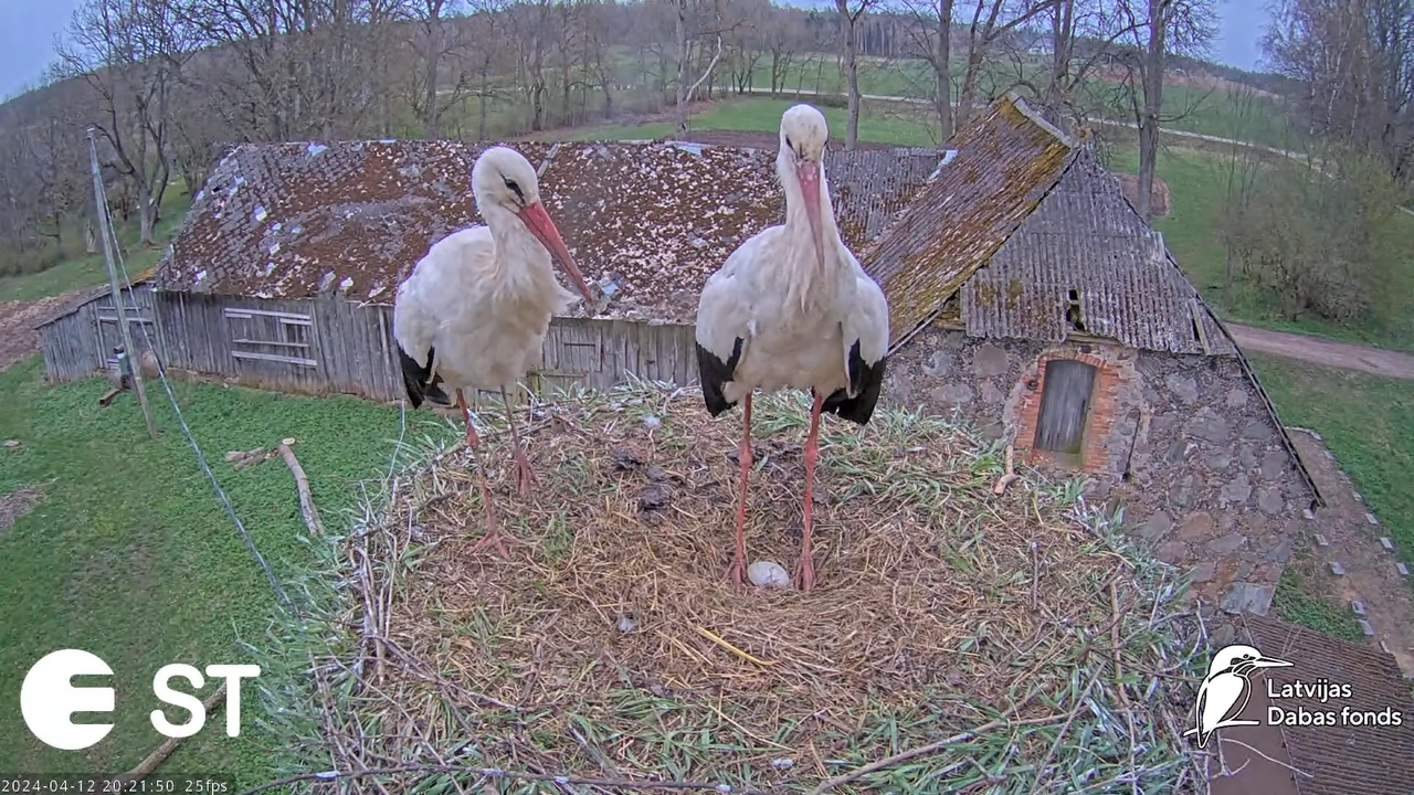 Baltie stārķi (Ciconia ciconia) Tukuma novadā - LDF tiešraide __ White storks in Tukums, Latvia 16-2