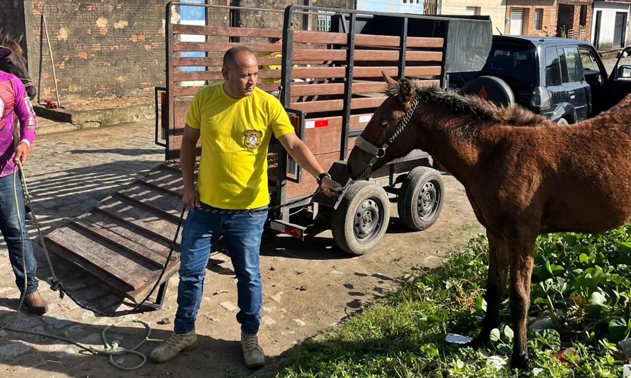 SMTT intensifica ações e recolhe 12 animais soltos em vias públicas de São Miguel dos Campos