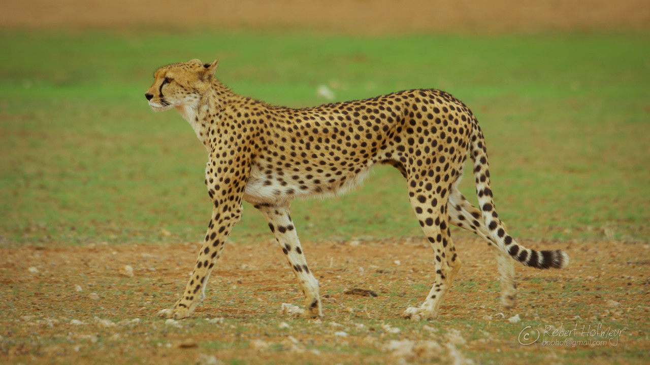 2019a-Kgalagadi-A005-C024-0222-GR-0001195.jpg