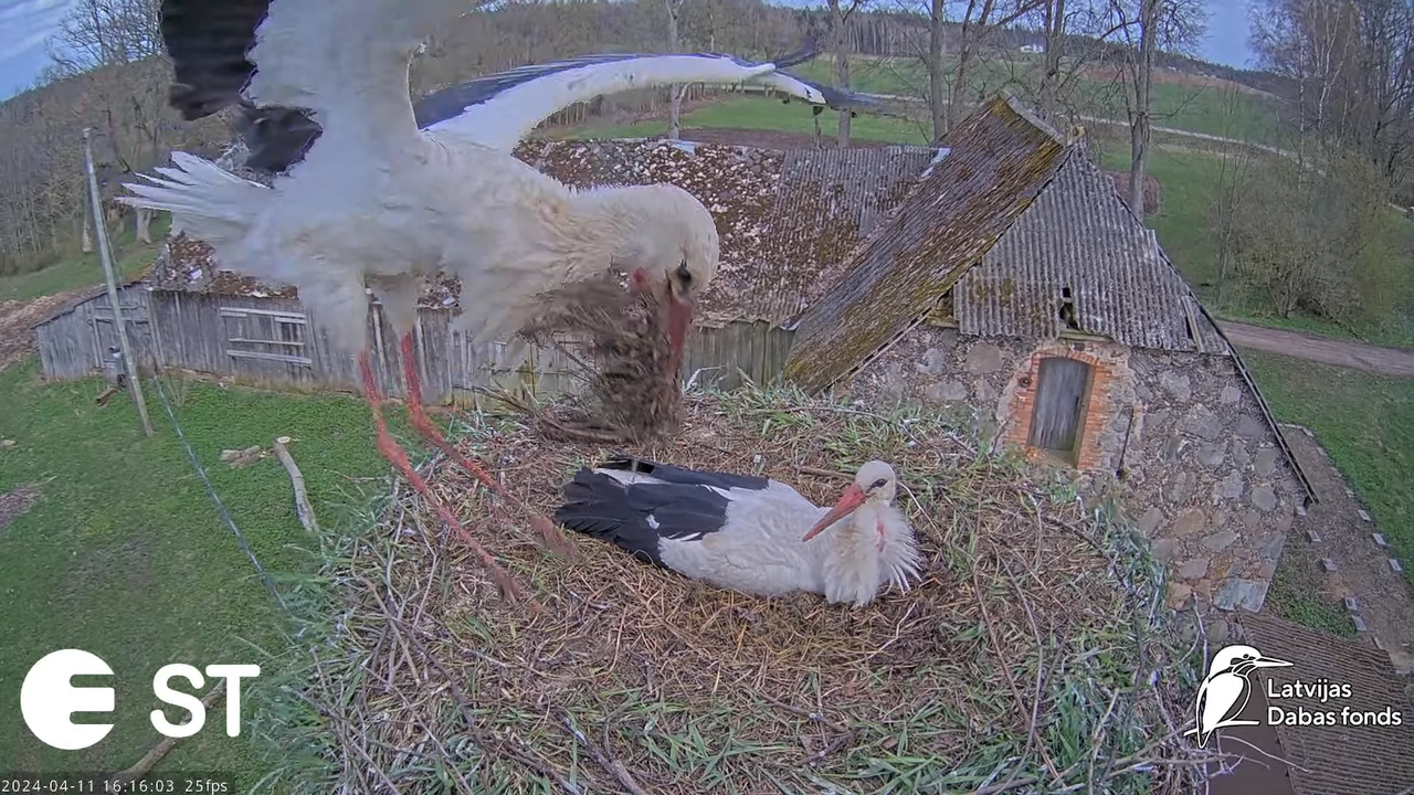 Baltie stārķi (Ciconia ciconia) Tukuma novadā - LDF tiešraide __ White storks in Tukums, Latvia 12-1