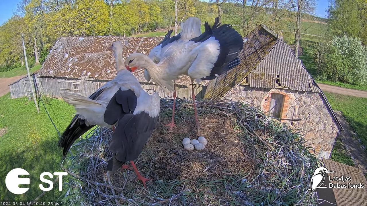 Baltie stārķi (Ciconia ciconia) Tukuma novadā - LDF tiešraide __ White storks in Tukums, Latvia 7-21